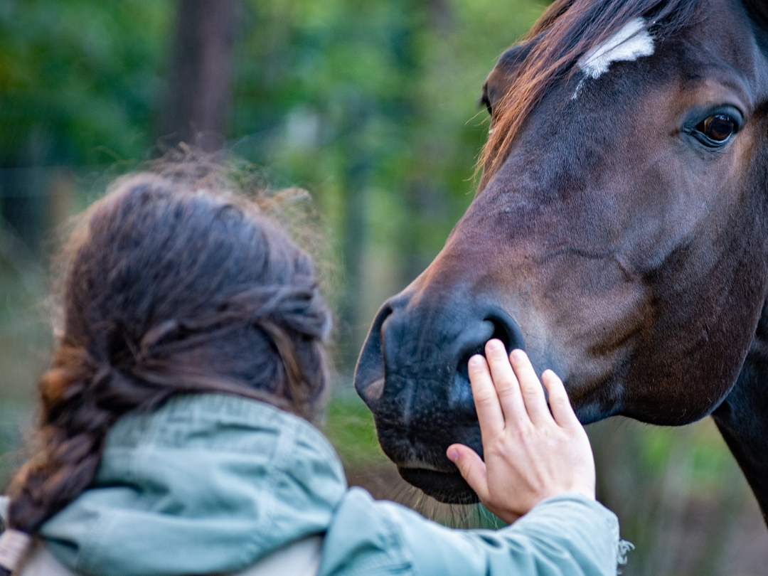 Horse Therapy Session